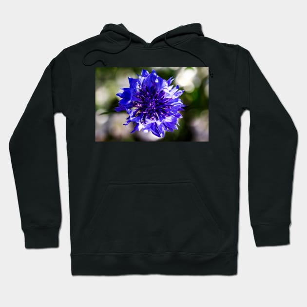 Blue cornflower close-up Hoodie by blossomcophoto